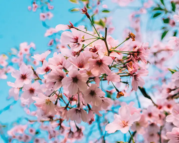 pink cherry blossoms with a pale blue background photo taken from underneath flowers by Y S