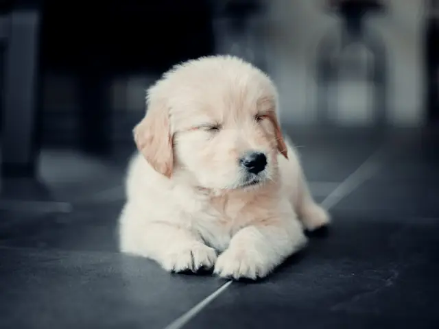 golden retreiver with eyes closed almost sleeping