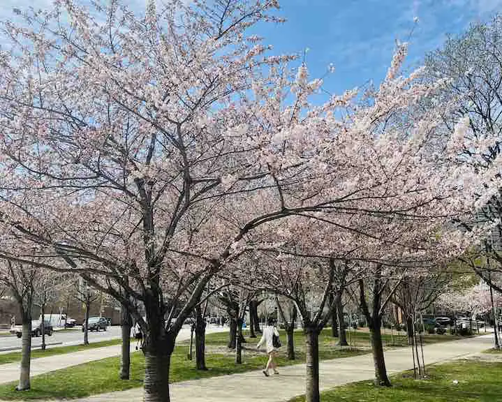 cherry blossom Toronto at Robarts library, University of Toronto with a person walking on the path through the cherry blossom trees