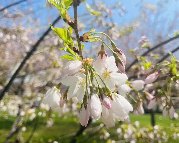 cherry blossom Toronto - cherry blossom trees