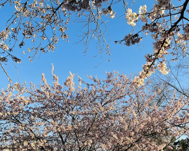 cherry blossom Toronto at High Park April 19 2024 update