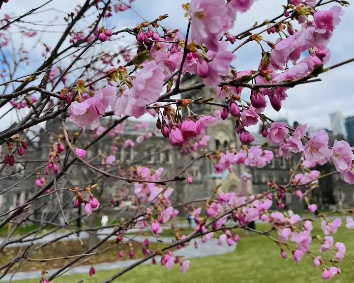 cherry blossom Toronto King's College Circle at the University of Toronto April 13 2024 update
