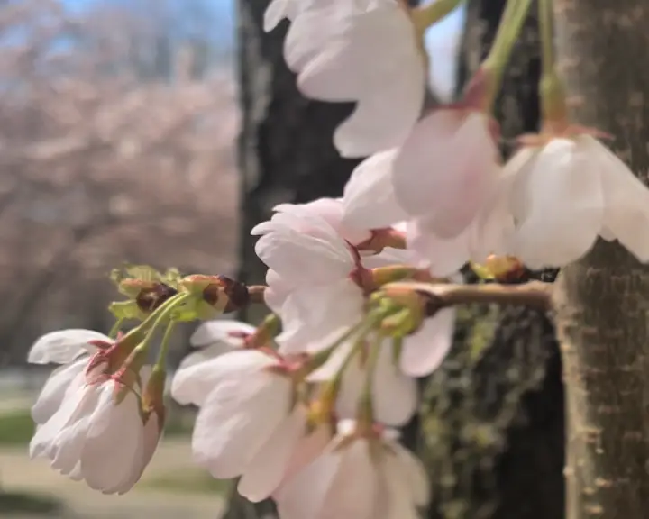 cherry blossoms at university of toronto robarts library