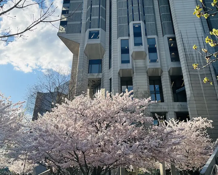 cherry blossom Toronto at Robarts library, University of Toronto April 19 2024 update