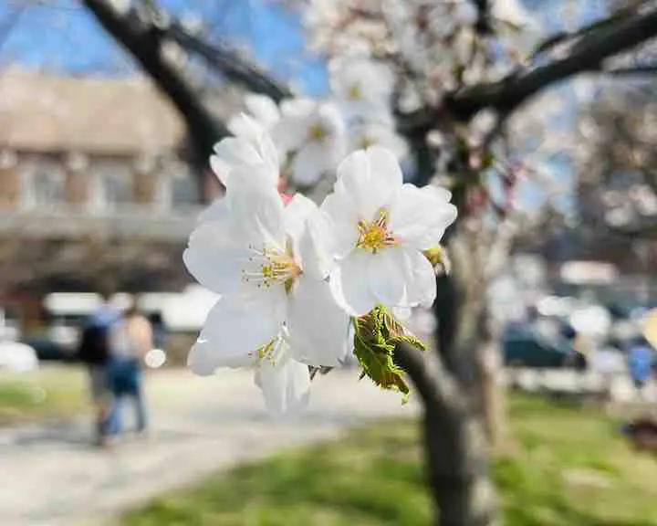 cherry blossom Toronto - cherry blossom trees