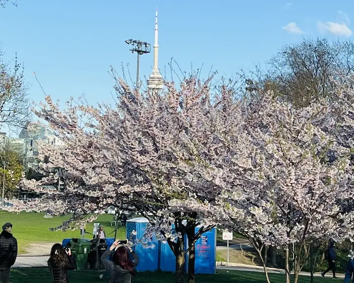 cherry blossom Toronto at Trinity Bellwoods north April 13 2024 update