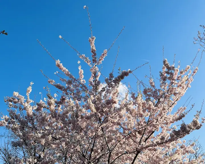cherry blossom Toronto at Trinity Bellwoods south April 19 2024 update