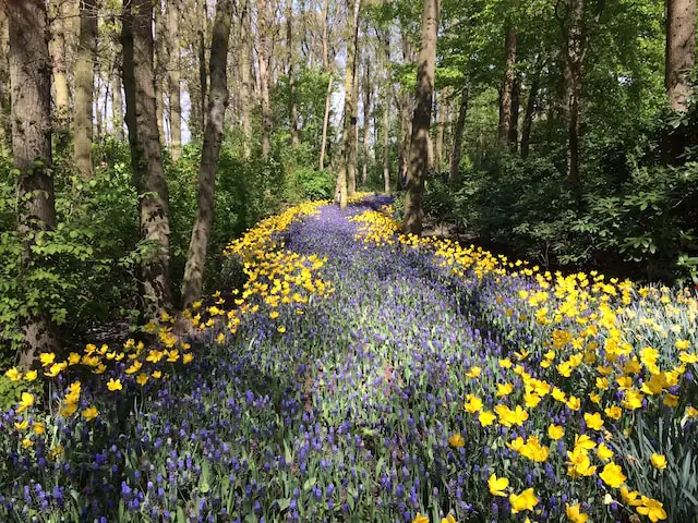 forest in background - path with spring purple and yellow flowers in foreground