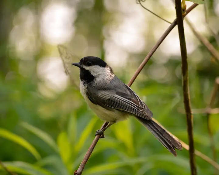 chickadee on a branch with greenery in the background and light making a bokeh effect taken by @bgp.63 this kind of picture can be taken at High Park Toronto