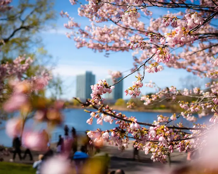 cherry blossoms on a nice day with people in the background enjoying picnics and the pond plus buildings further in the background taken by @brandonxlaw at High Park Toronto