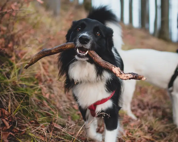 happy border collie dog with medium large stick in mouth in what looks like a park