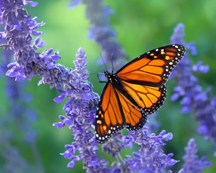 monarch butterfly on purple flower by Marian Brandt