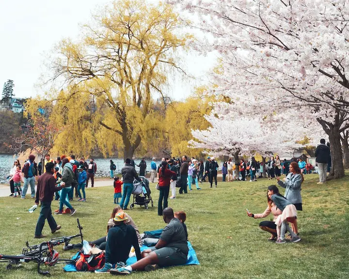 many various diverse people enjoying High Park's pond, willow, and cherry blossoms with friends and family picnicking and taking pictures by @brandonwongwong