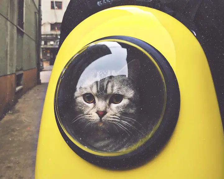 grey tabby looking cat in a yellow pet backpack transporter with a transparent dome window by @hanmerzh