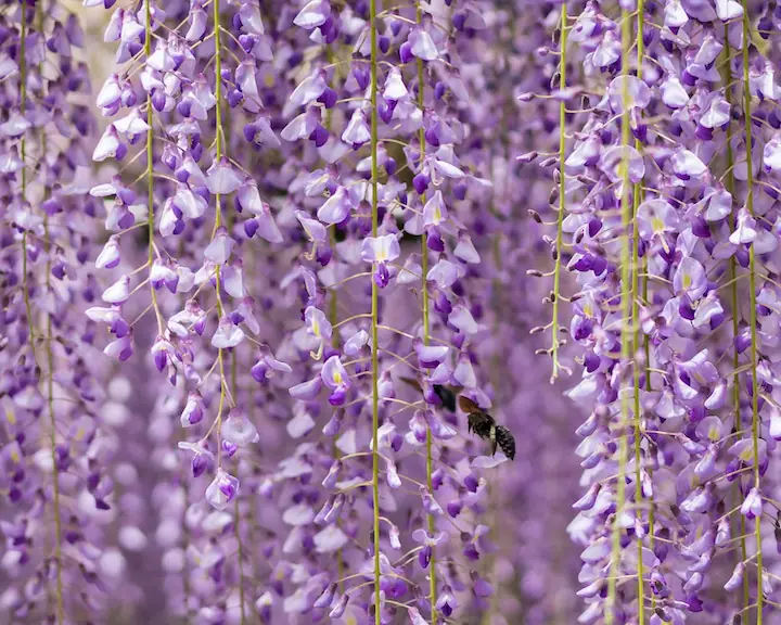 Wisteria flowers with a solitary bee visiting them by My Nguyen - Wisteria can be seen at the Toronto Botanical Gardens