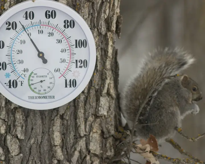 Thermometer pinned to tree displaying below zero Celsius temperatures and a squirrel 
                    huddled as if cold on a nearby branch