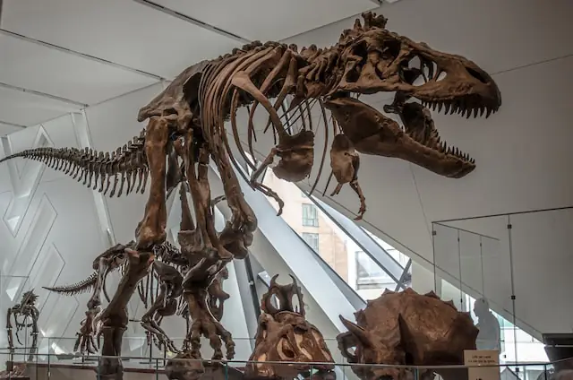 t-rex dinosaur bones on display at the Royal Ontario Museum in Toronto